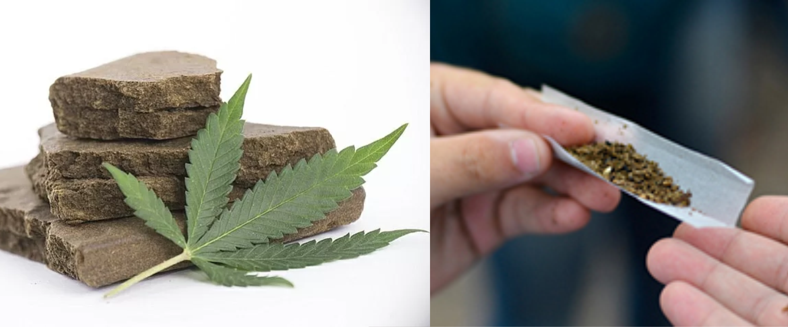 پاکستانی صدر عارف علوی جاتے جاتے بھنگ کی کاشت کے لیے آرڈیننس جاری کرگئے